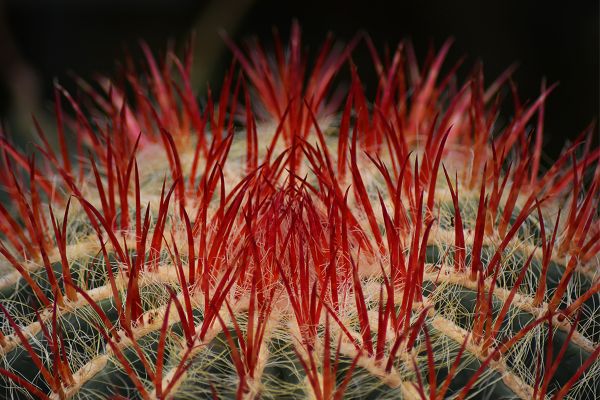 foto:Rainer Giovanini Ollinger - lo hecho en México