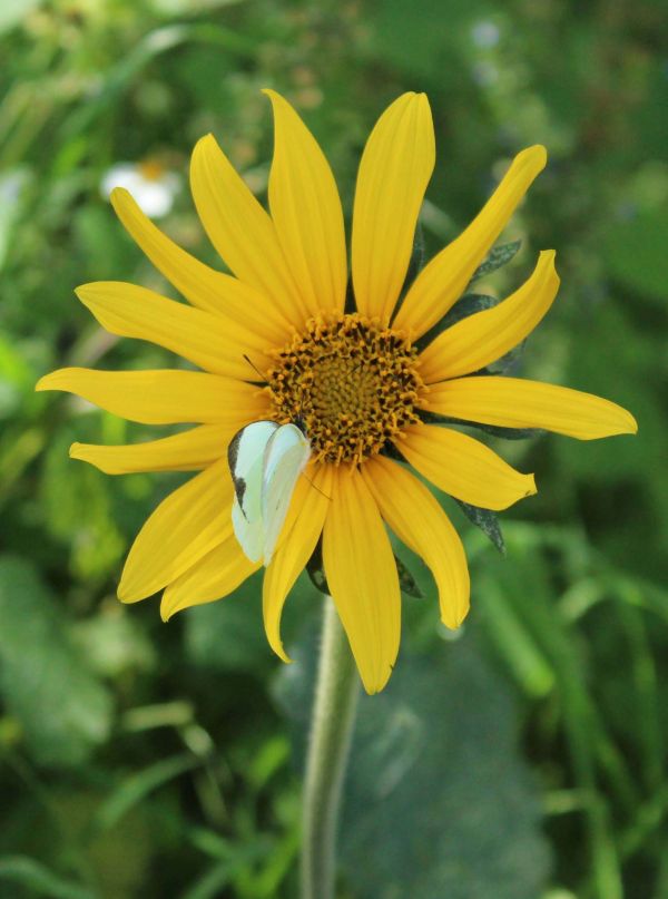 foto:Saray Monroy Samperio - lo hecho en México
