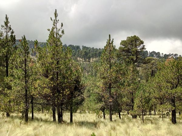 foto:IXCHEL  MIREYA MARTINEZ  LOZADA - lo hecho en México