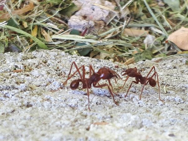 foto:Mónica Muñoz Jiménez - lo hecho en México