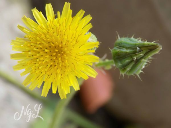 foto:Nelly Gabriela  Lopez  Lopez - lo hecho en México