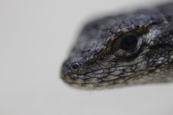 foto:Irving Manuel  Morales  Albarrán  - lo hecho en México