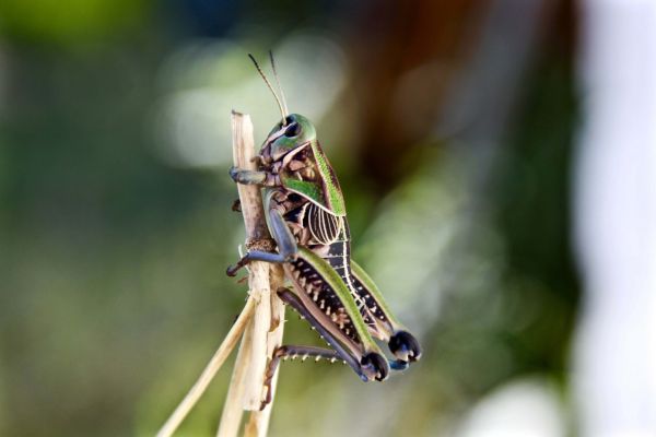foto:AUREA  SANCHEZ  TORRES  - lo hecho en México