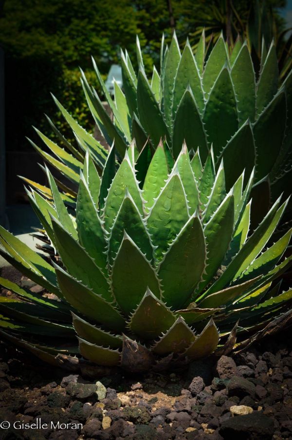 foto:Alma gisela Casas  Moran - lo hecho en México