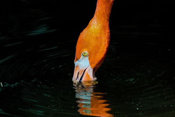 foto:Miguel Arguello Vargas  - lo hecho en México