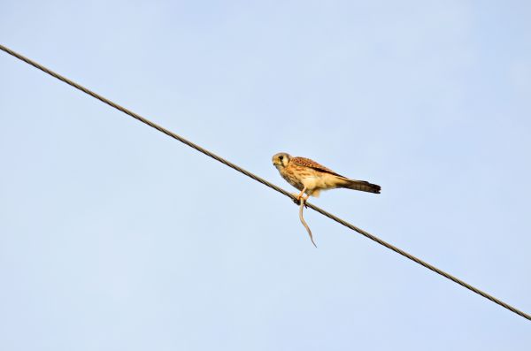 foto:Luis Enrique Lopez Linares - lo hecho en México