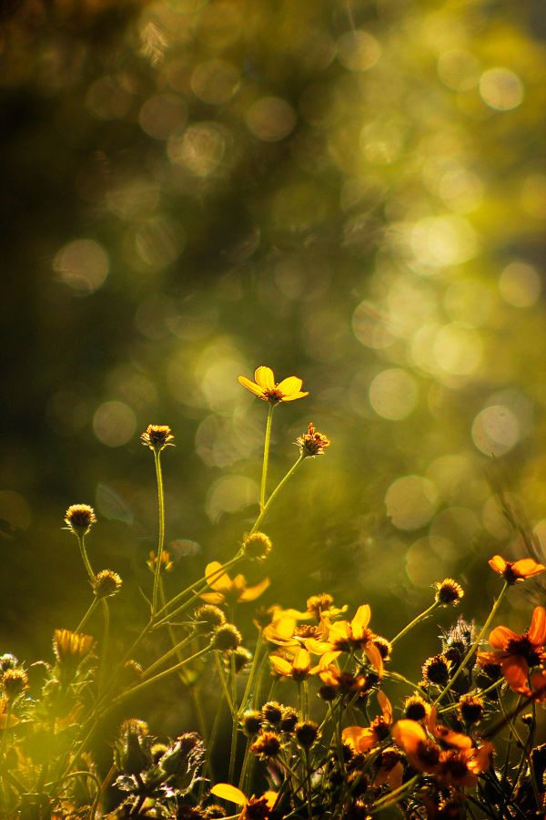 foto:Roberto Hernández Tapia  - lo hecho en México