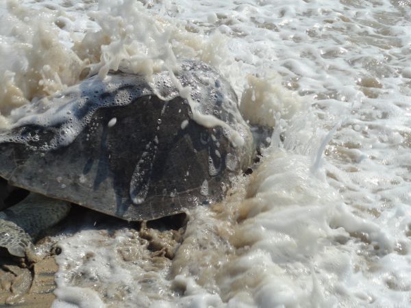 foto:Vianey Nicolas Clemente  - lo hecho en México