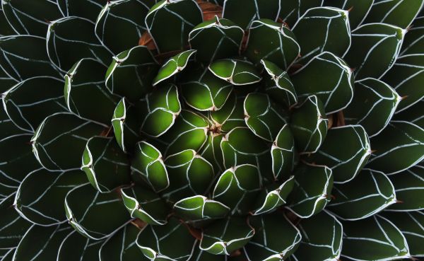 foto:Daniel Alejandro Rios Zuñiga - lo hecho en México