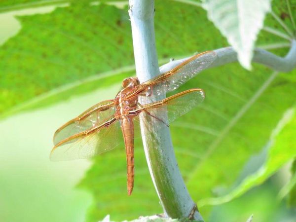 foto:Ángel Misael  Moreno Rojas - lo hecho en México