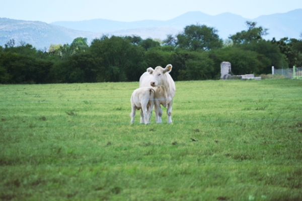 foto:Michelle Moreno  Moreno - lo hecho en México