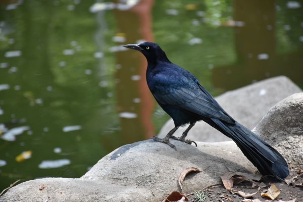 foto:Julio César Rodríguez  Estrada - lo hecho en México