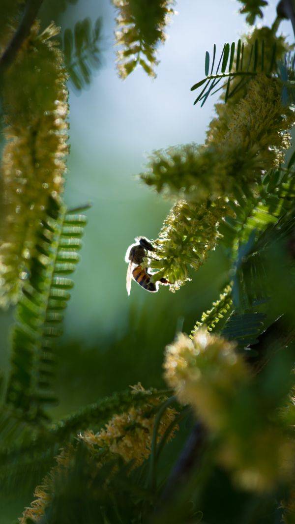 foto:Sabás Alvarado Sandoval - lo hecho en México
