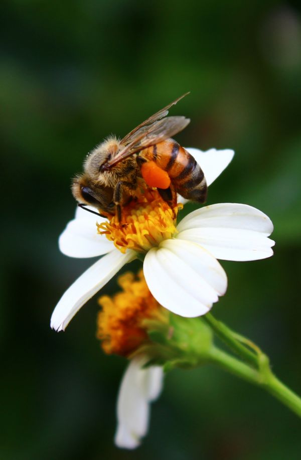 foto:Rosa Maria Dzul  Pech - lo hecho en México