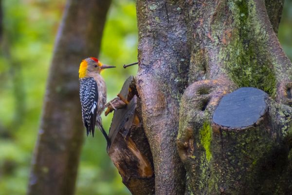 foto:Julio cesar  Lara  Cerna  - lo hecho en México