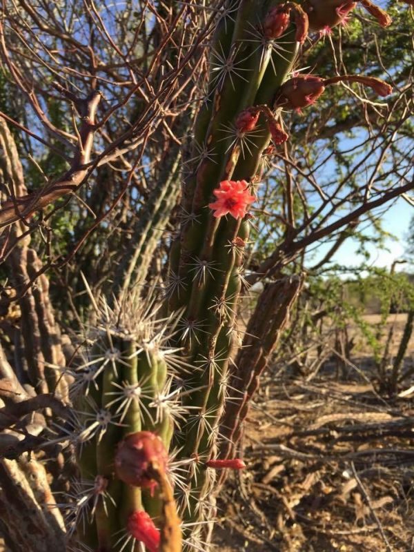 foto:Luis Parra Pino - lo hecho en México
