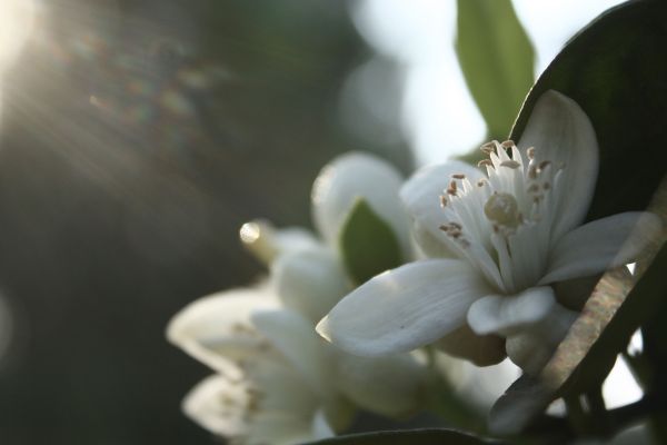 foto:Ana Maria Bello  Magaña - lo hecho en México