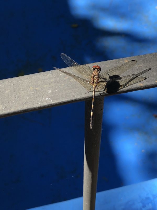foto:Carolina Canto Ayuso - lo hecho en México