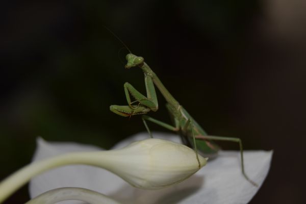 foto:Gerson Edgardo Reyes García - lo hecho en México