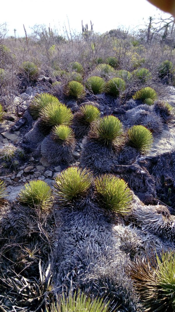 foto:David Medina Enciso - lo hecho en México