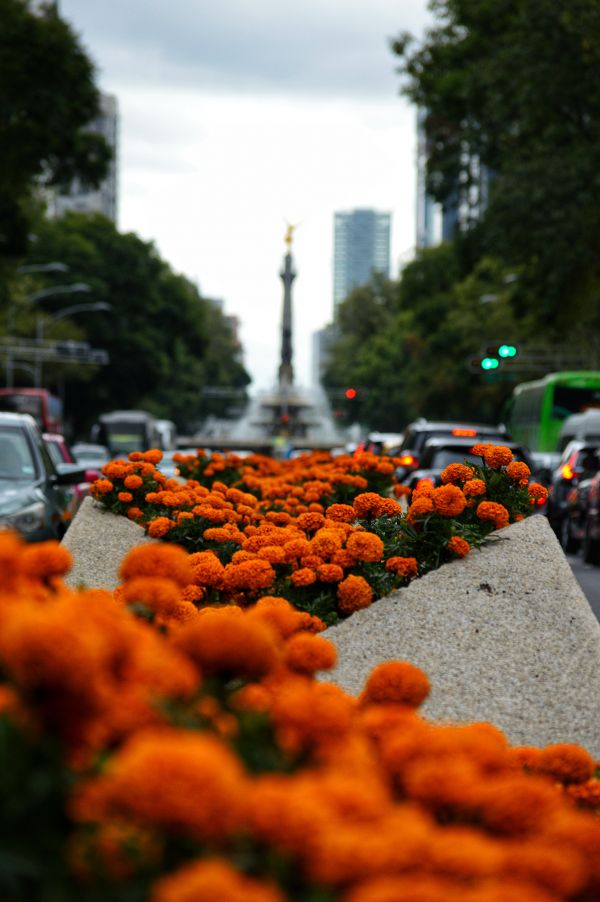 foto:Francisco Manuel Garcia Villegas - lo hecho en México