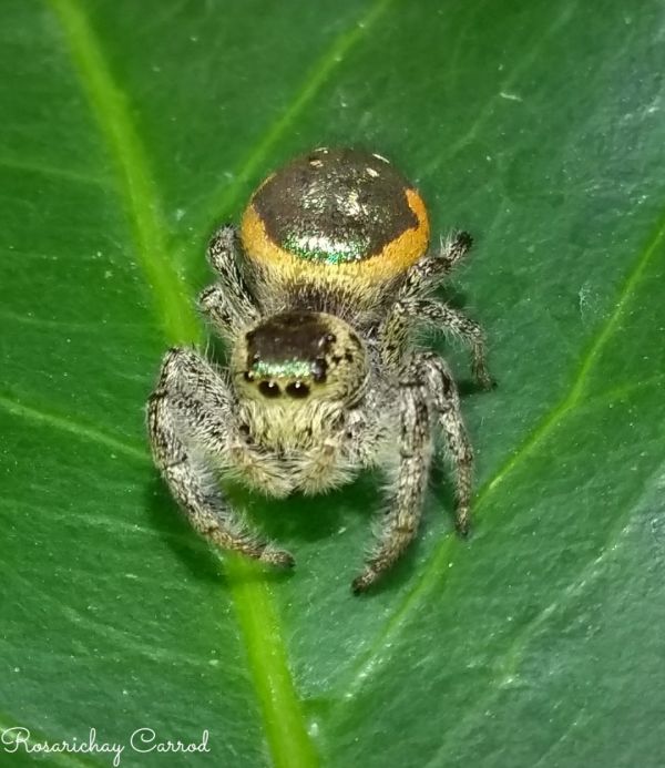 foto:María del Rosario Rodríguez Carrera - lo hecho en México