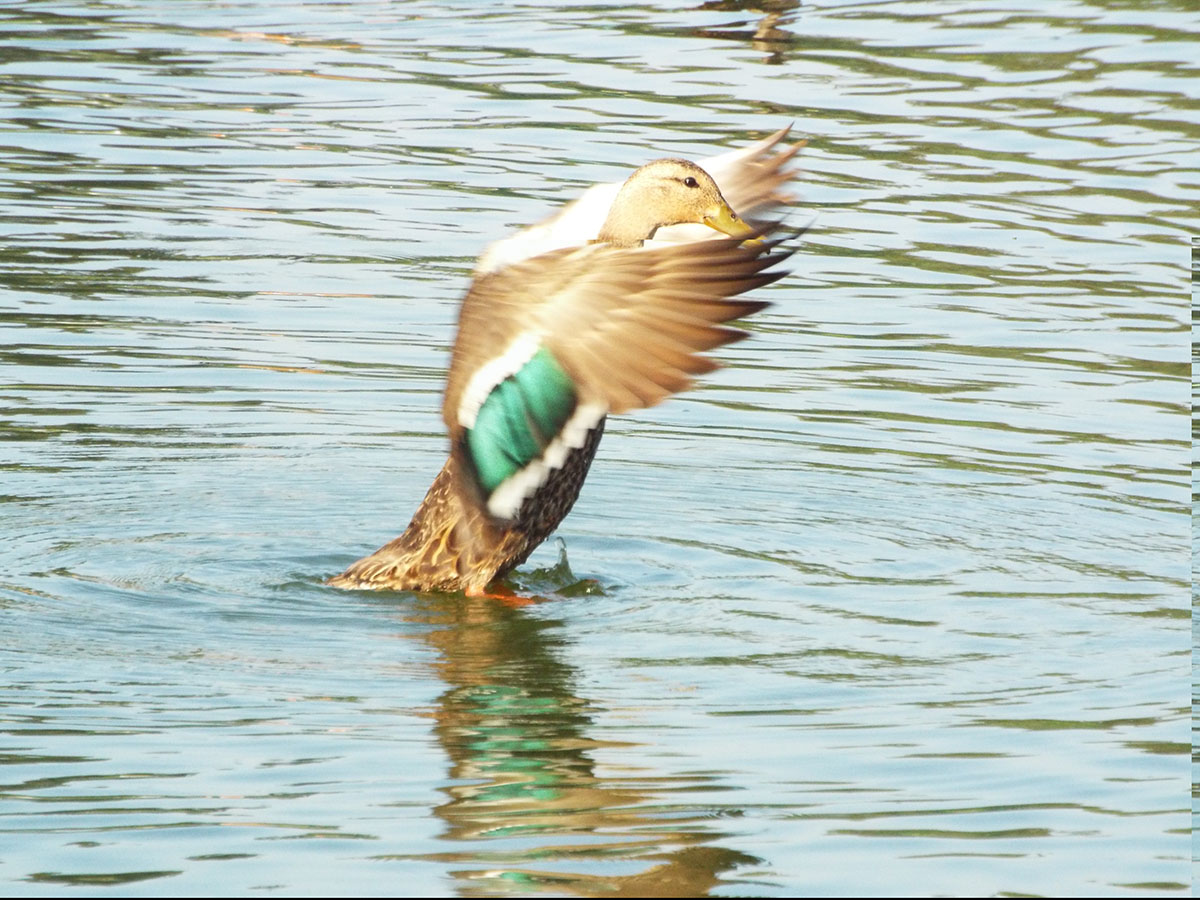 foto:Agustin Armando Amin Eldin  Curiel - lo hecho en México