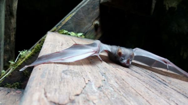 foto:Jorge Luis Lechuga Amelco - lo hecho en México