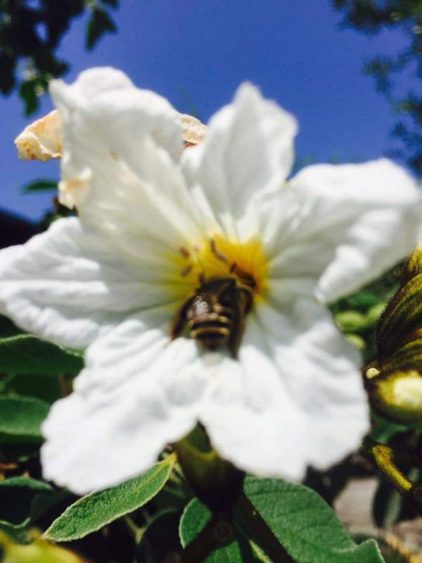 foto:Sebastián Alejandro Lorenzo  López  - lo hecho en México