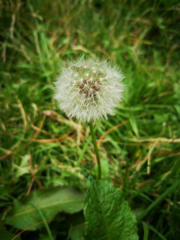 foto:Estefanía  Flores  Rojas  - lo hecho en México