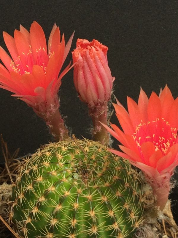 foto:Nancy Gabriela Rodriguez Cadena - lo hecho en México