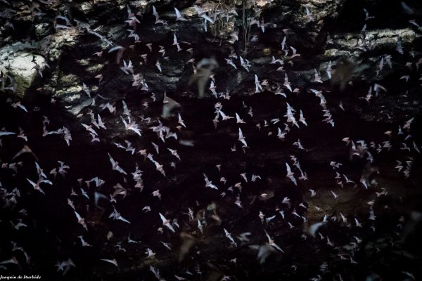 foto:de Iturbide Pelaez de Iturbide Pelaez de Iturbide Pelaez - lo hecho en México