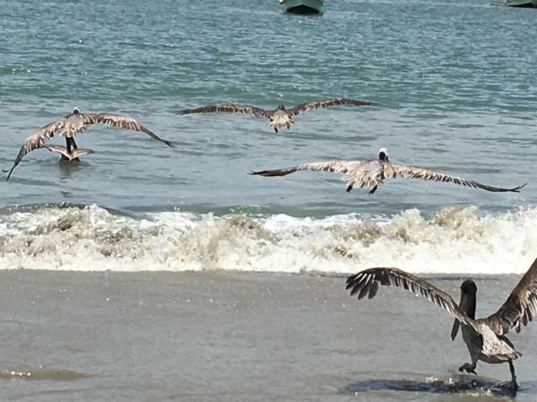 foto:Ana Guillermina  Camarena Sahagun - lo hecho en México