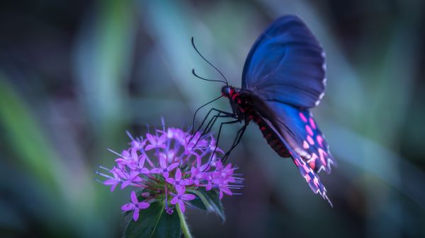 foto:Hector Lara Padilla - lo hecho en México