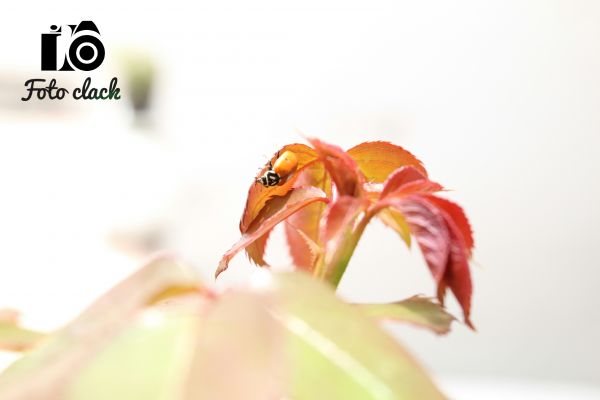 foto:Dinorah Karime Pavón  Taboada - lo hecho en México