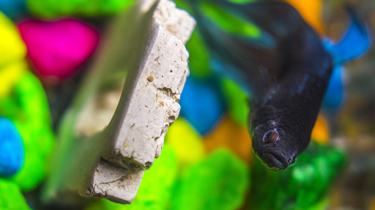 foto:Octavio Samaniego Parra - lo hecho en México