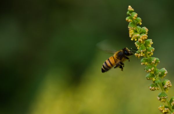 foto:Jose Luis Escamilla Patlan - lo hecho en México