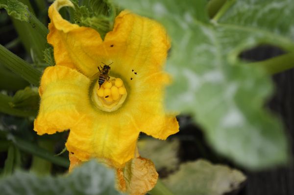 foto:Andrea  Reyes Rodríguez - lo hecho en México