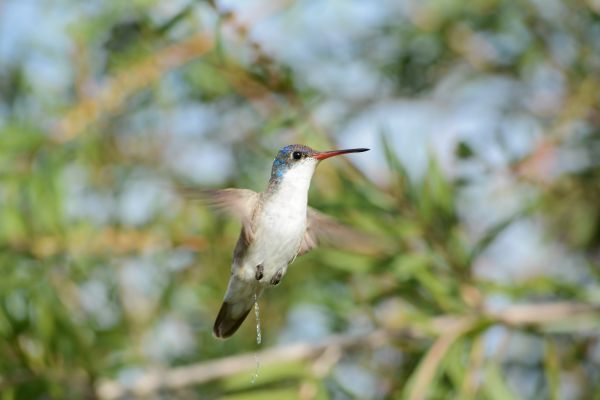 foto:José de Jesús Churión  Del Vecchio - lo hecho en México