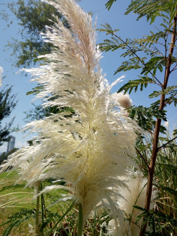 foto:Ana Luisa Castillo Zambrano - lo hecho en México