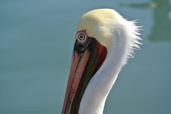 foto:SIGIFREDO  VELAZQUEZ  GONZALEZ - lo hecho en México