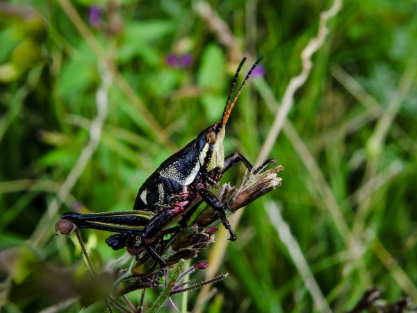 foto:Jaun Antonio Becerra Alarcon - lo hecho en México