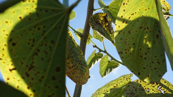 foto:GLADYS BONILLA ENRIQUEZ - lo hecho en México