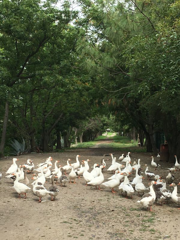 foto:Ana Rosa de Jesús Mora Ortega - lo hecho en México