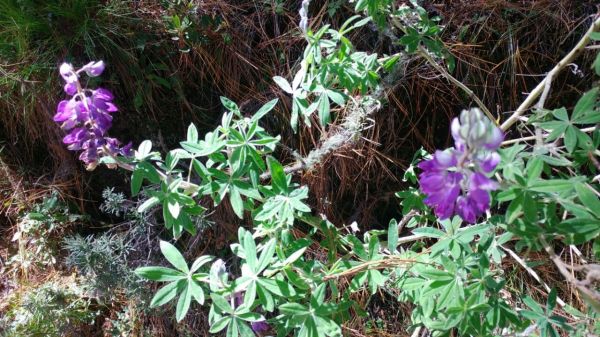 foto:Diego  Estrada  Silva - lo hecho en México