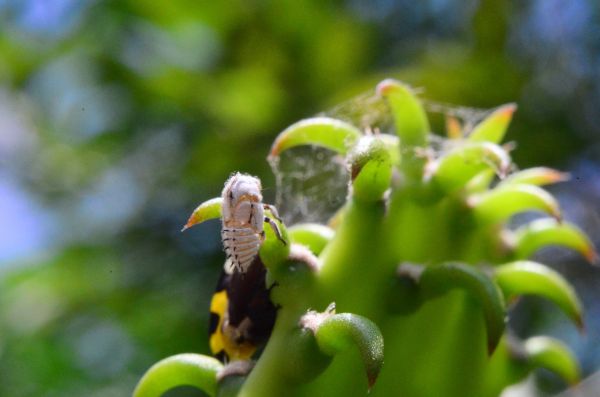 foto:Obed Serrano Gomez - lo hecho en México
