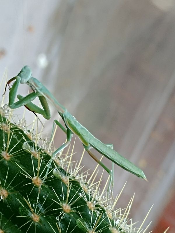 foto:JULIO ALBERTO IBARROLA SUAREZ SUÁREZ - lo hecho en México