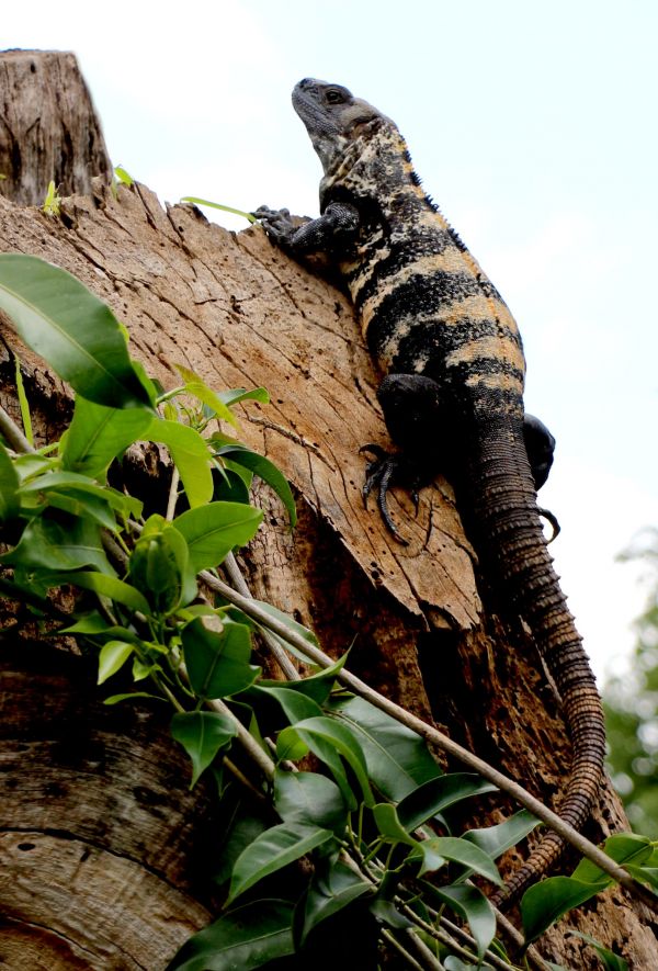 foto:César Alberto  Morales  Vázquez  - lo hecho en México