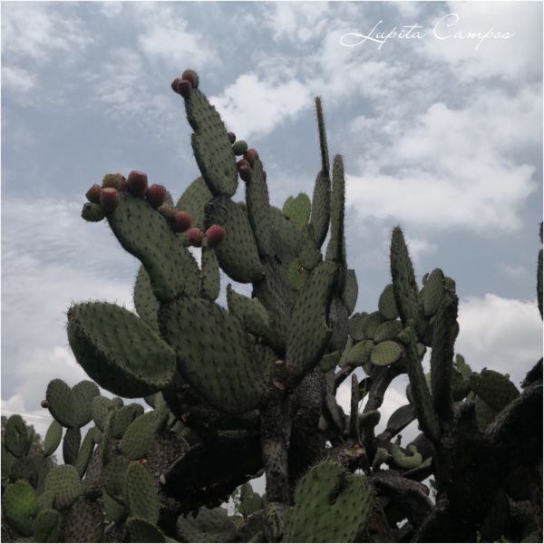 foto:Ma. Guadalupe Campos Damián - lo hecho en México