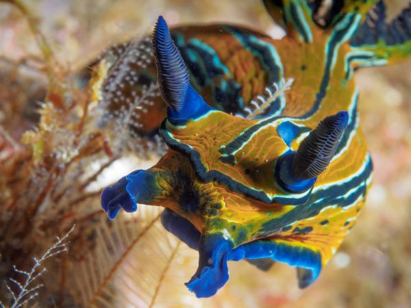 foto:Carlos Eduardo Villarreal Olavarrieta - lo hecho en México